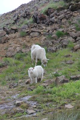 Moutons à Reykjadalur