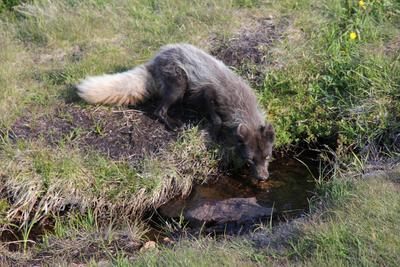 Renard arctique